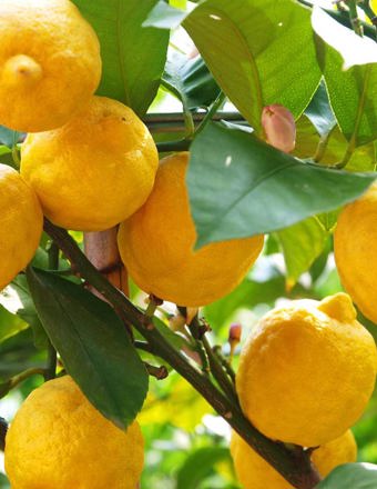 Mathieu Teisseire 70Cl Ingredient Yuzu