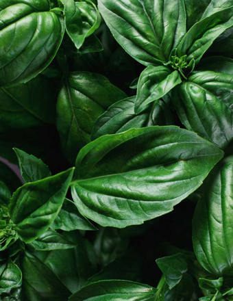 Mathieu Teisseire 70Cl Ingredient Basil