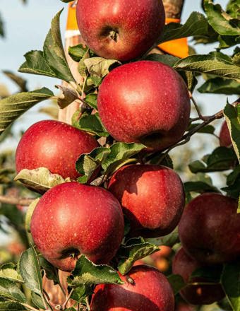 Mathieu Teisseire 70Cl Ingredient Apple