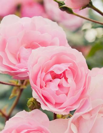 Mathieu Teisseire 70Cl Ingredient Rose