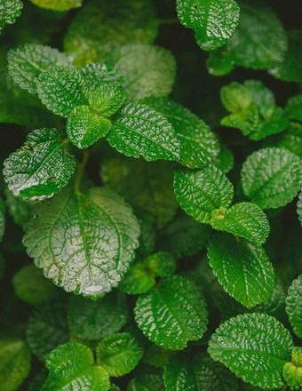 Mathieu Teisseire 70Cl Ingredient Menthe Bio